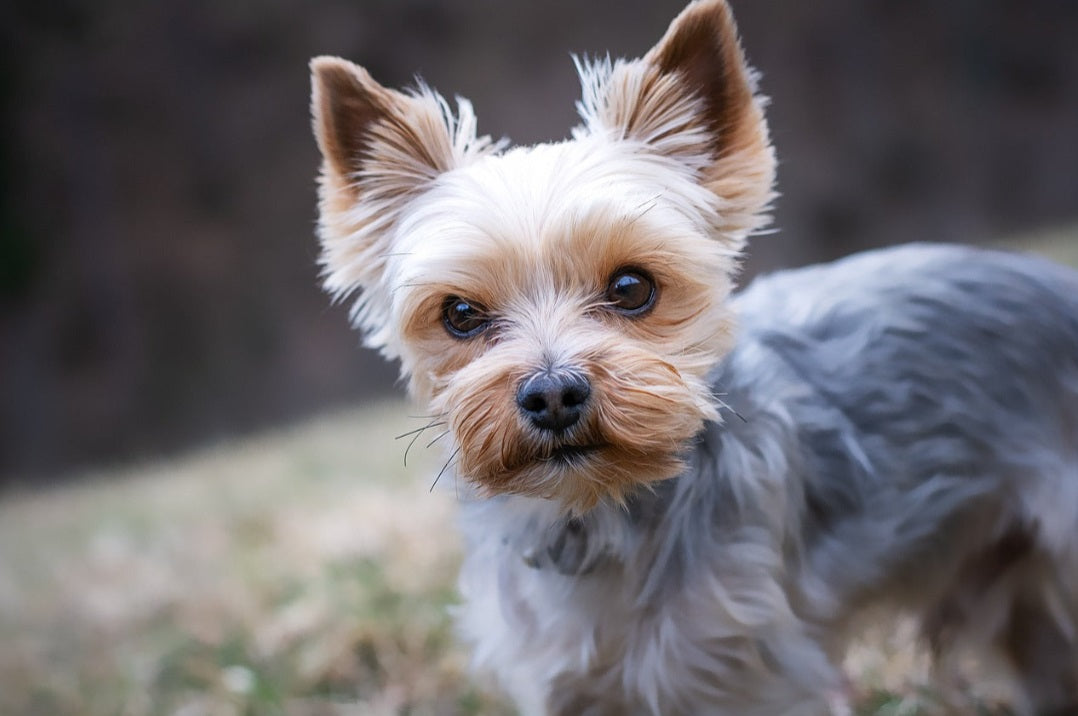 Treat Box For Small Dogs